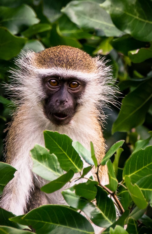 01 Vervet Monkey